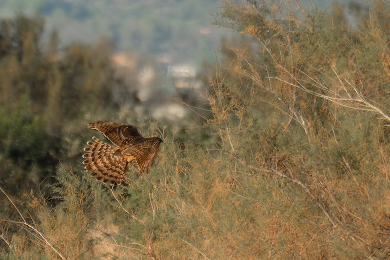 Astor (Accipiter gentilis)