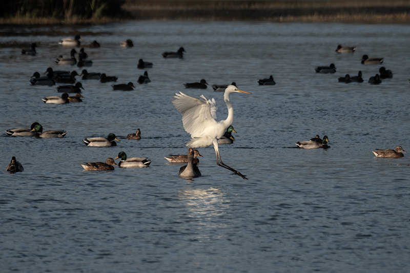 Agró blanc ( Ardea alba )