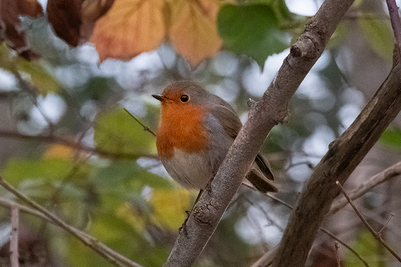 Pit roig (Erithacus rubecola)