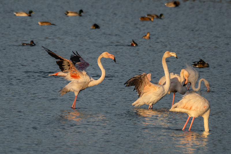 Flamenc ( Phoenicopterus ruber)