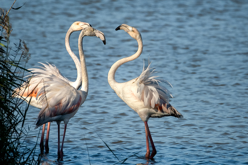 Flamencs ( Phoenicopterus ruber)