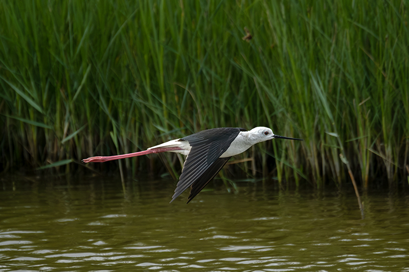 Cames llargues ( Himantopus himantopus )