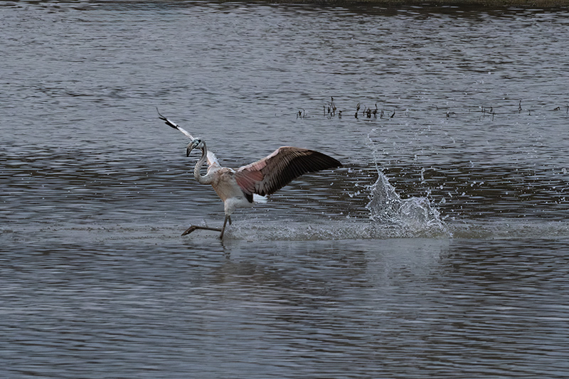 Flamenc ( Phoenicopterus ruber)