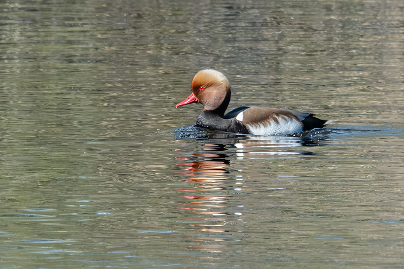 Xibec (Netta rufina)