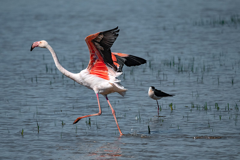 Flamenc (Phoenicopterus ruber)