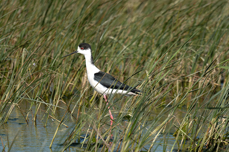 Cames llargues (Himantopus himantopus)
