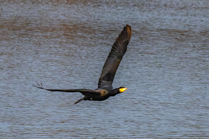 Corb marí ( Phalacrocorax carbon )