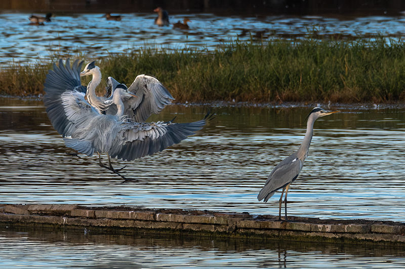 Bernat pescaire ( Ardea cinerea )