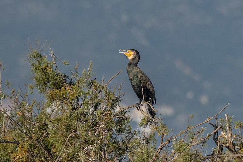 Corb marí ( Phalacrocorax carbon )