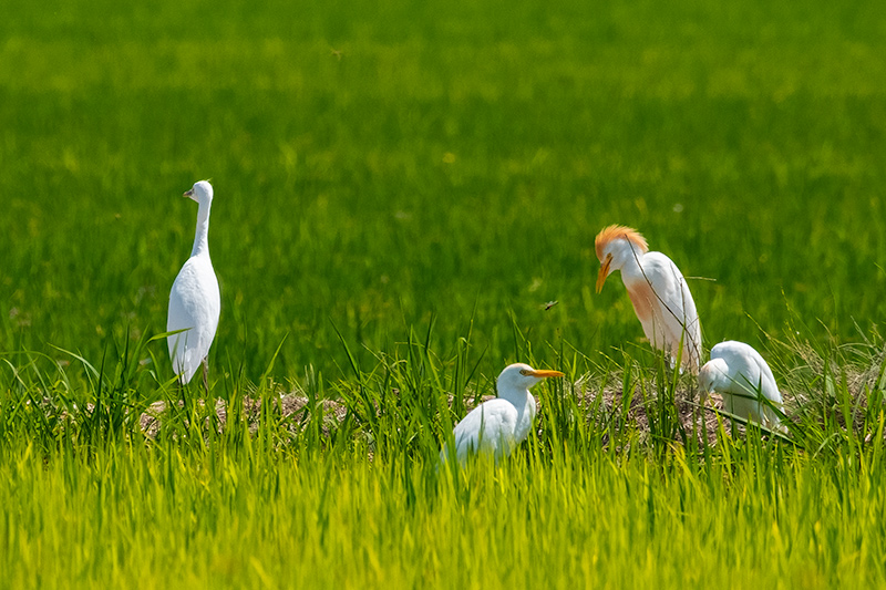 Esplugabous ( Bubulcus ibis )