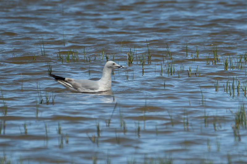 Gavina capblanca (Larus genei).