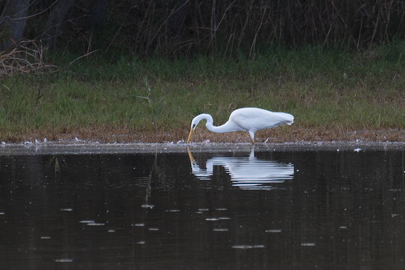 Agró blanc ( Ardea alba )