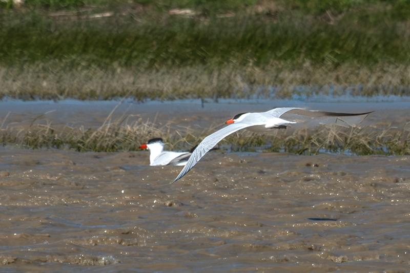 Xatrac gros (Sterna caspia)