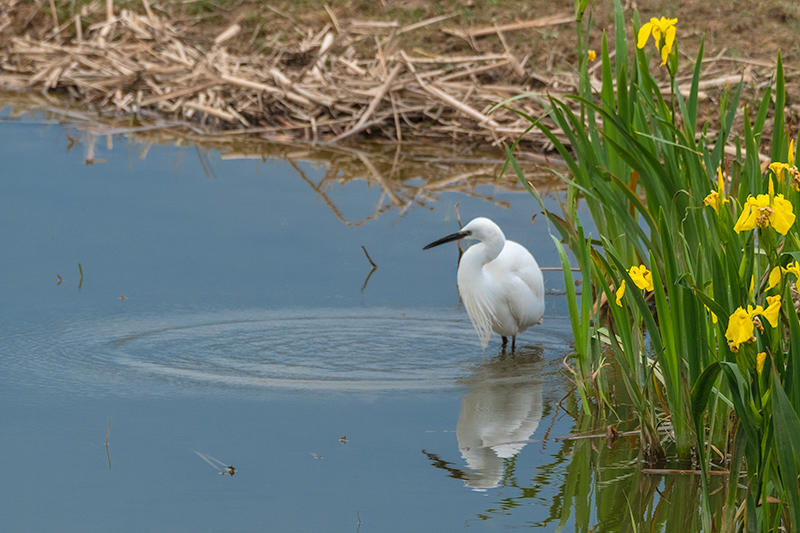 Martinet blanc (Egretta garzetta)