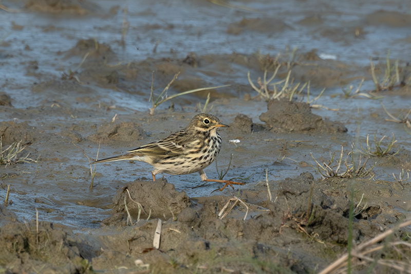 Bisbita pratense (Anthus pratensis)