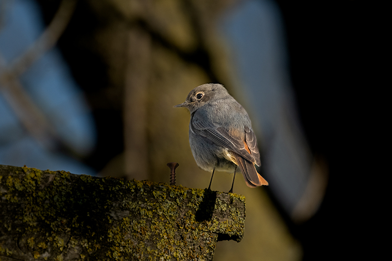 Cotxa fumada (Phoenicurus ochruros)