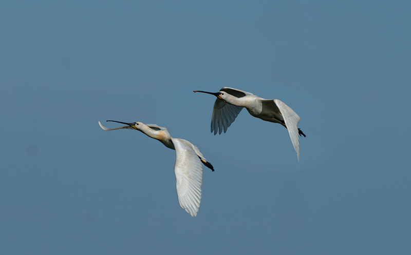Bec Planer (Platalea leucorodia)