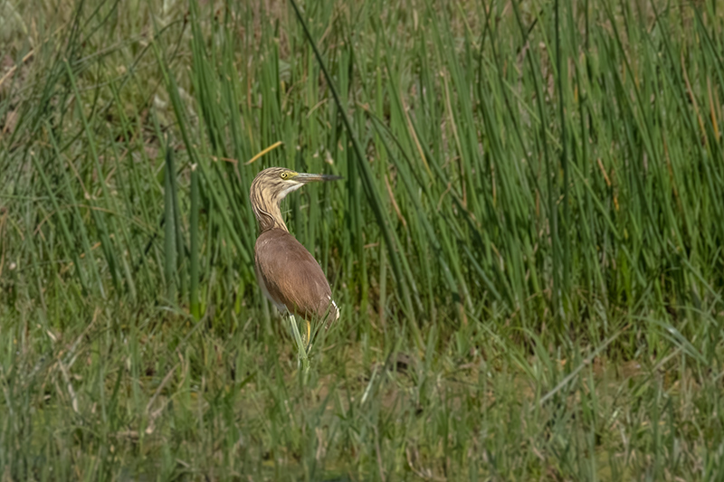 Martinet ros ( Ardeola ralloides )