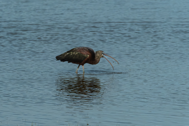 Capó reial ( Plegadis falcinellus )