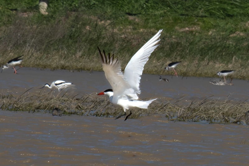Xatrac gros (Sterna caspia)