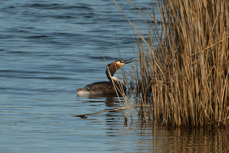 Cabussó emplomallat (Podiceps cristatus)