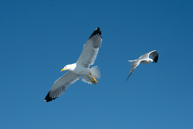 Gavià argentat ( Larus michahellis ) Gavina corsa (Larus audouinii)
