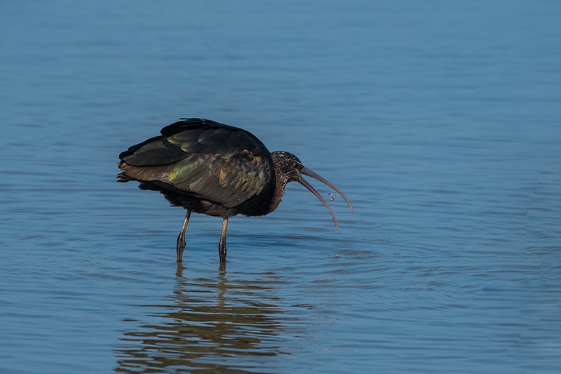 Capó reial ( Plegadis falcinellus )