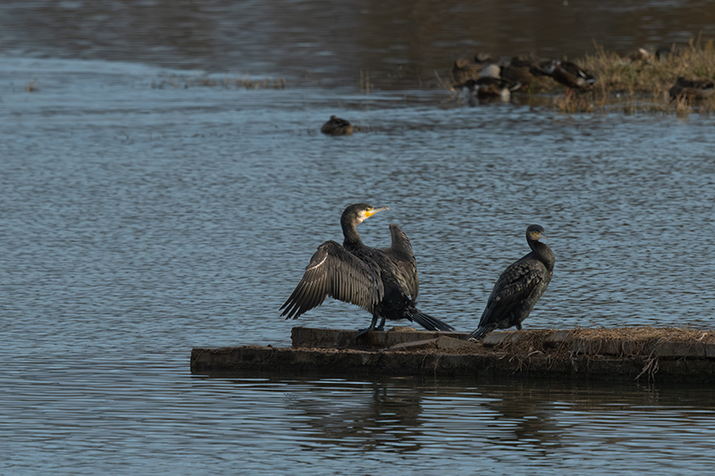 Corb marí ( Phalacrocorax carbon )