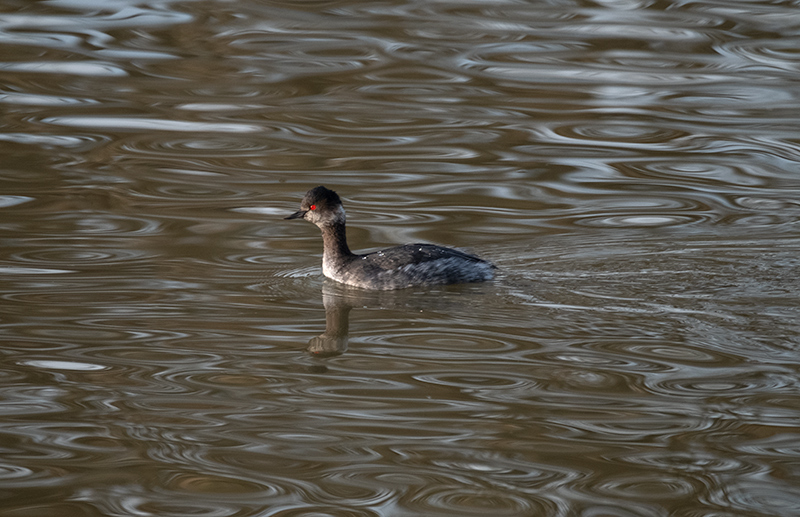 Cabussó coll-negre (Podiceps nigricollis)