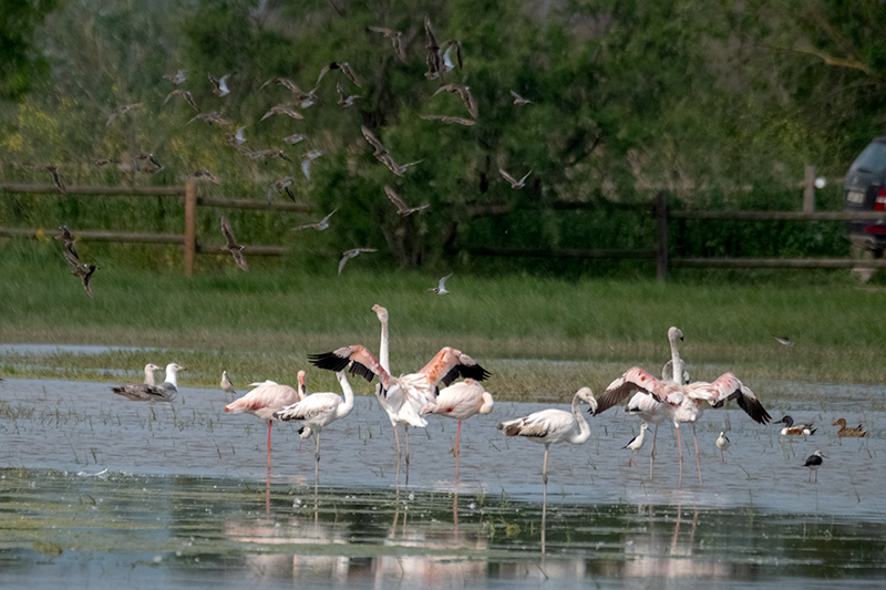 Flamenc ( Phoenicopterus ruber)