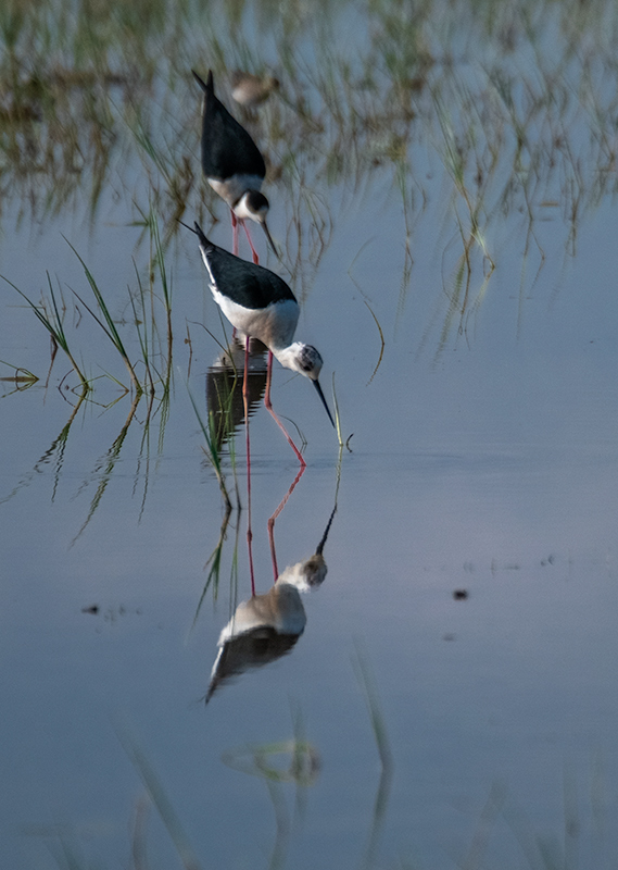 Cames llargues (Himantopus himantopus)