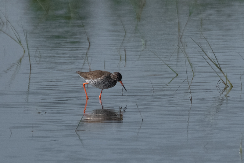 Gamba roja vulgar (Tringa totanus)