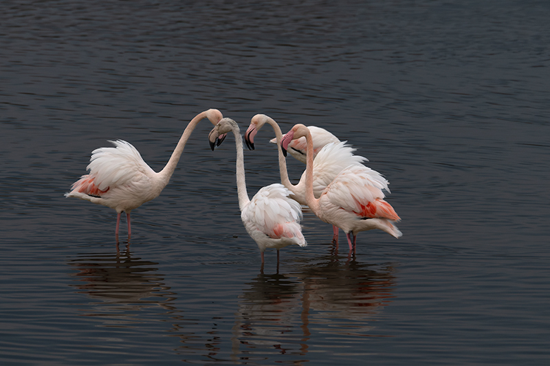 Flamenc ( Phoenicopterus ruber)