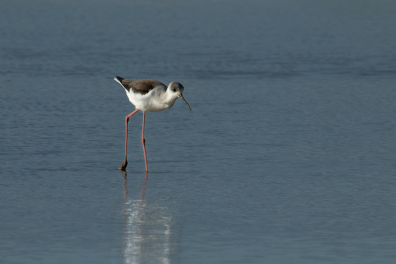 Cames llargues (Himantopus himantopus)