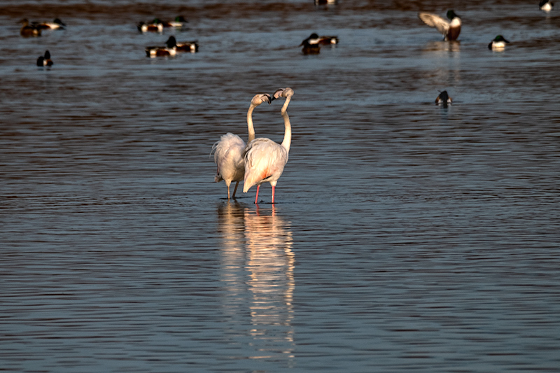 Flamenc ( Phoenicopterus ruber )