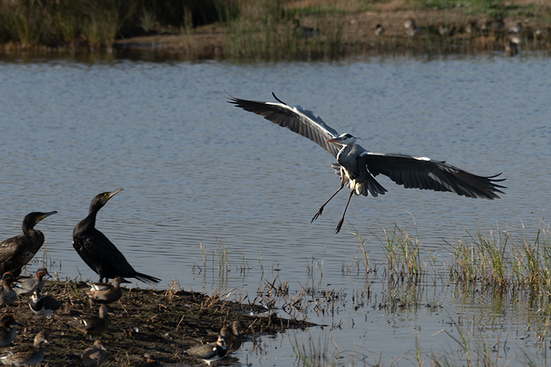 Bernat pescaire ( Ardea cinerea )