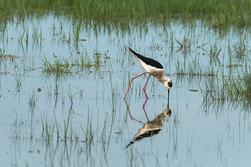 Cames llargues (Himantopus himantopus)