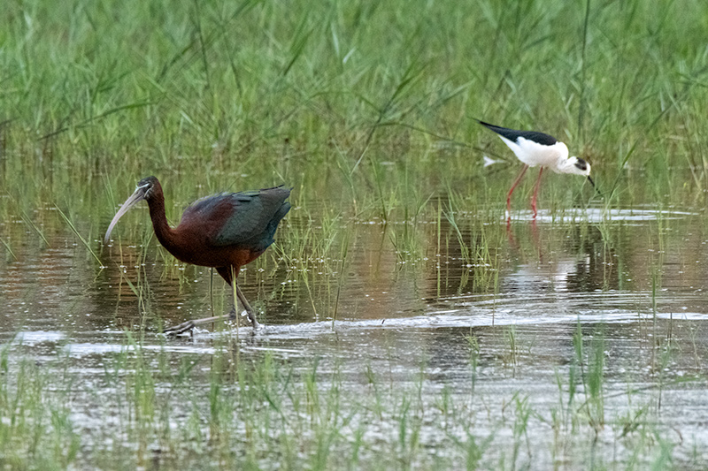 Capó reial ( Plegadis falcinellus )