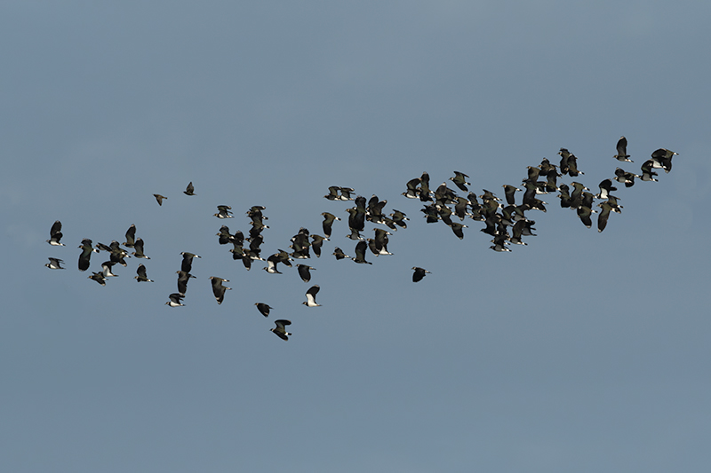 Fredelugas (Vanellus vanellus)