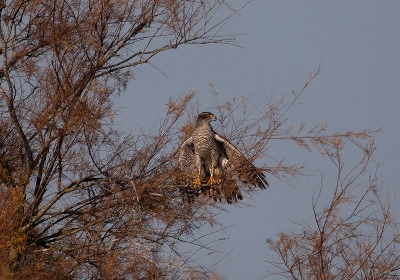 Astor (Accipiter gentilis)