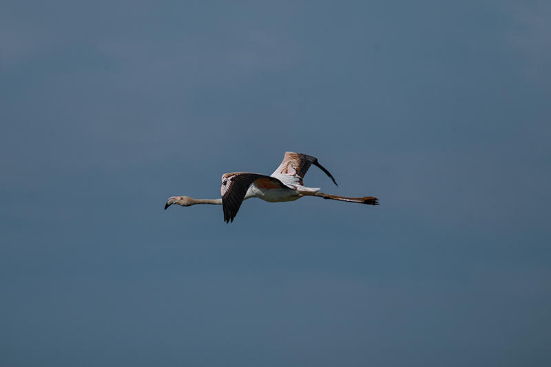 Flamenc ( Phoenicopterus ruber)