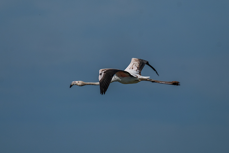 Flamenc ( Phoenicopterus ruber)  Recordant les aus de quan hi havia aigua