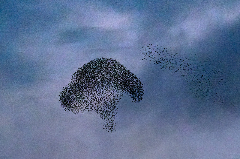 Estornell vulgar (Sturnus vulgaris)