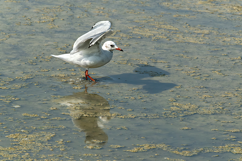 Gavina vulgar (Larus ridibundus)