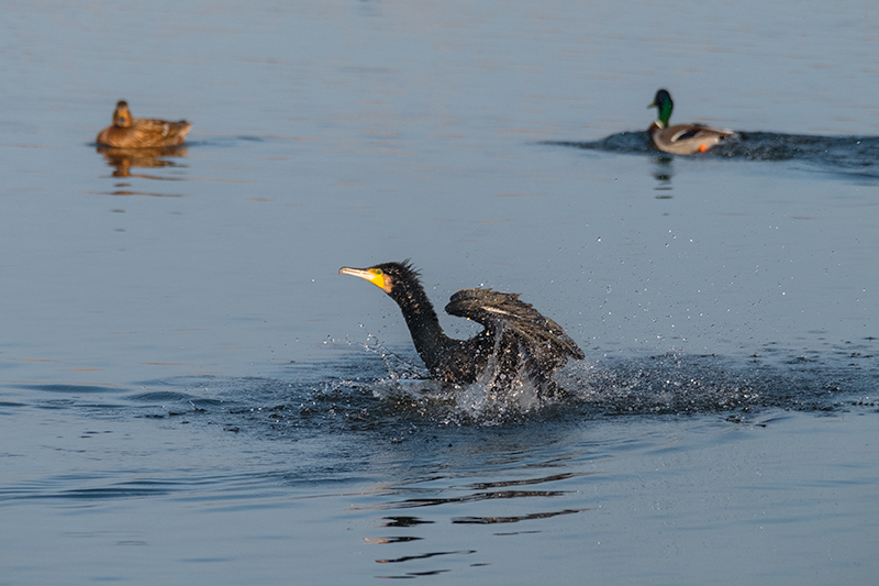 Corb marí gros (Phalacrocorax carbon )