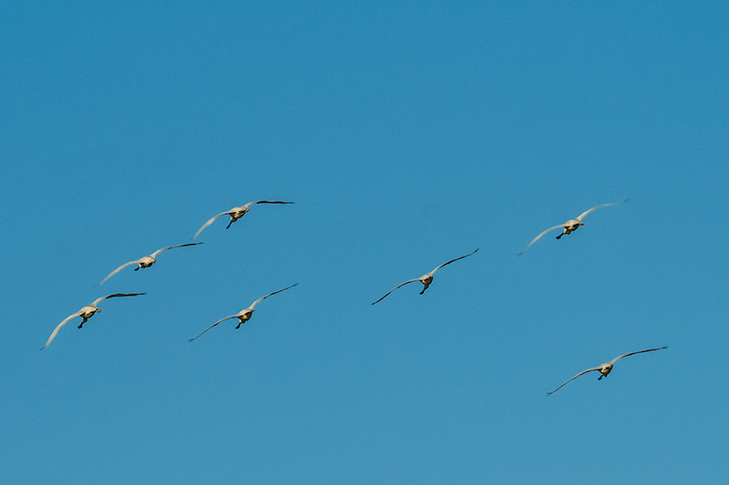 Bec Planer (Platalea leucorodia)