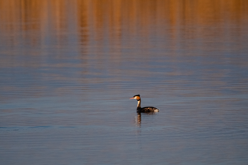 Cabussó emplomallat (Podiceps cristatus)