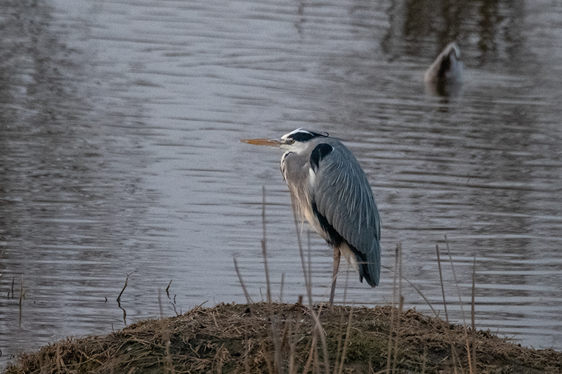 Bernat pescaire ( Ardea cinerea )