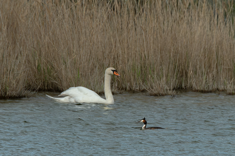 Cigne mut ( Cygnus olor ) Cabussó emplomallat (Podiceps cristatus)