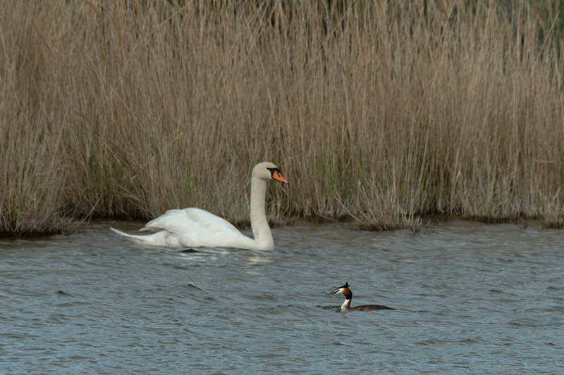 Cigne mut ( Cygnus olor ) Cabussó emplomallat (Podiceps cristatus)